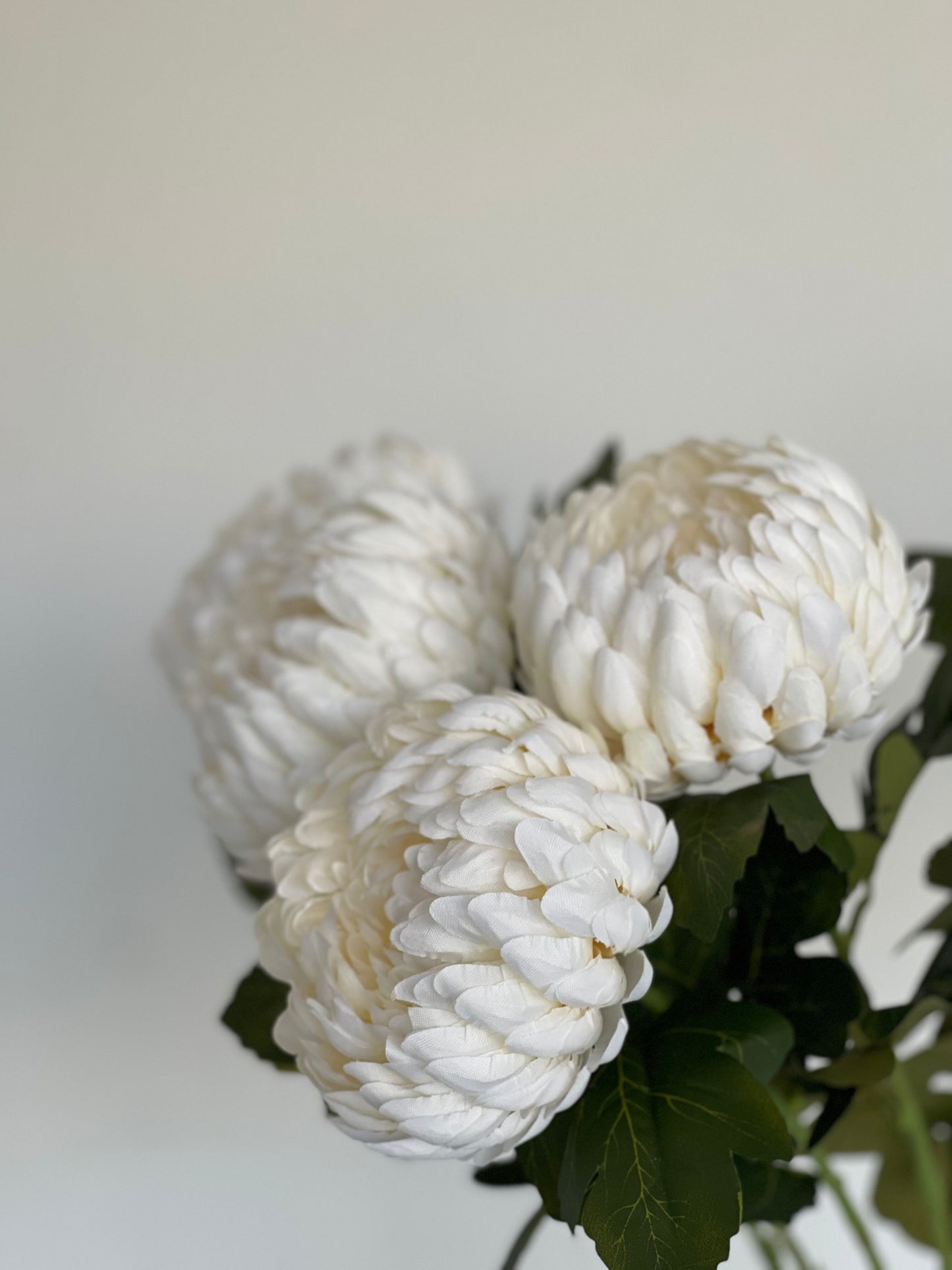 Clotted Cream Chrysanthemums