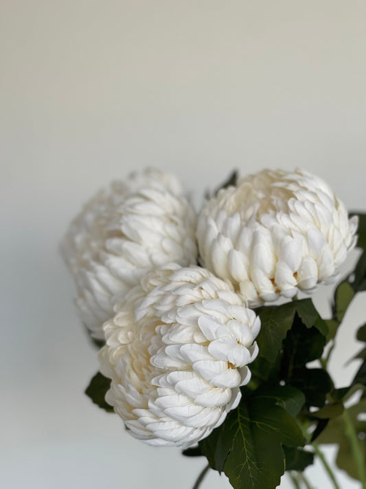 Clotted Cream Chrysanthemums