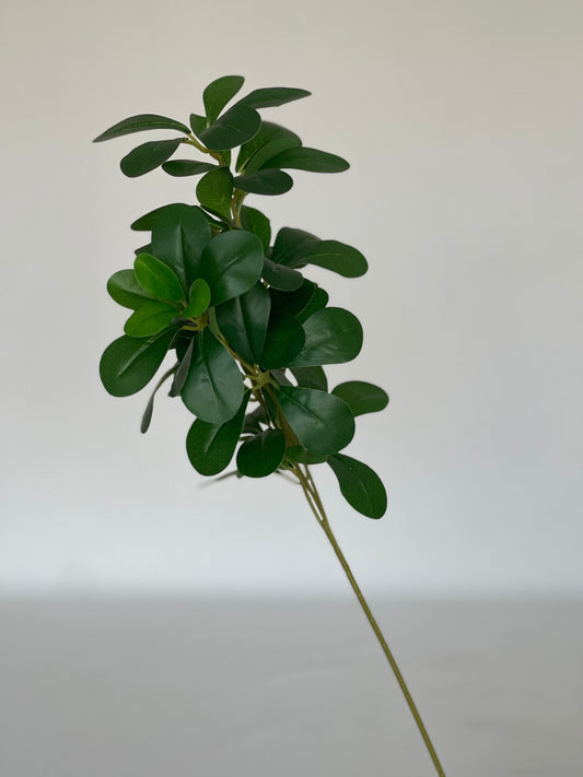 Ficus