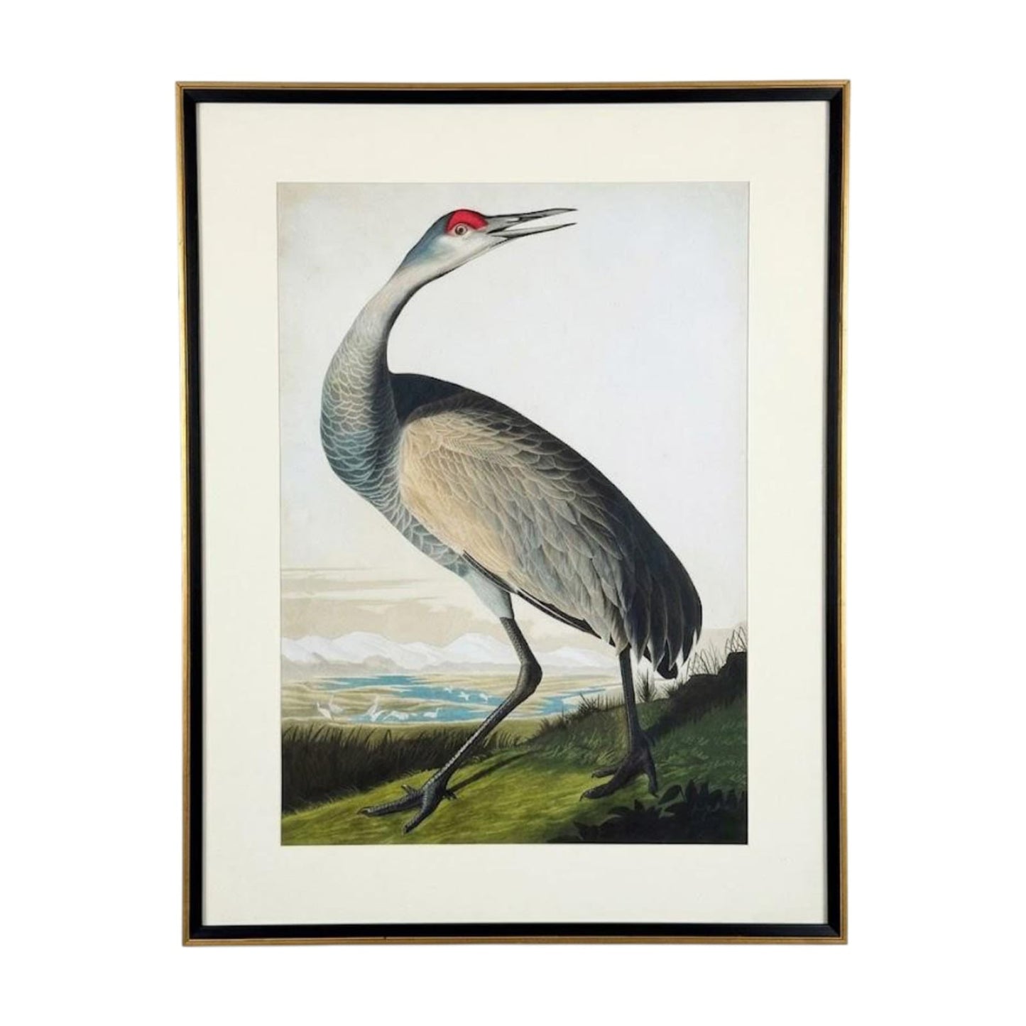 The Sandhill Crane