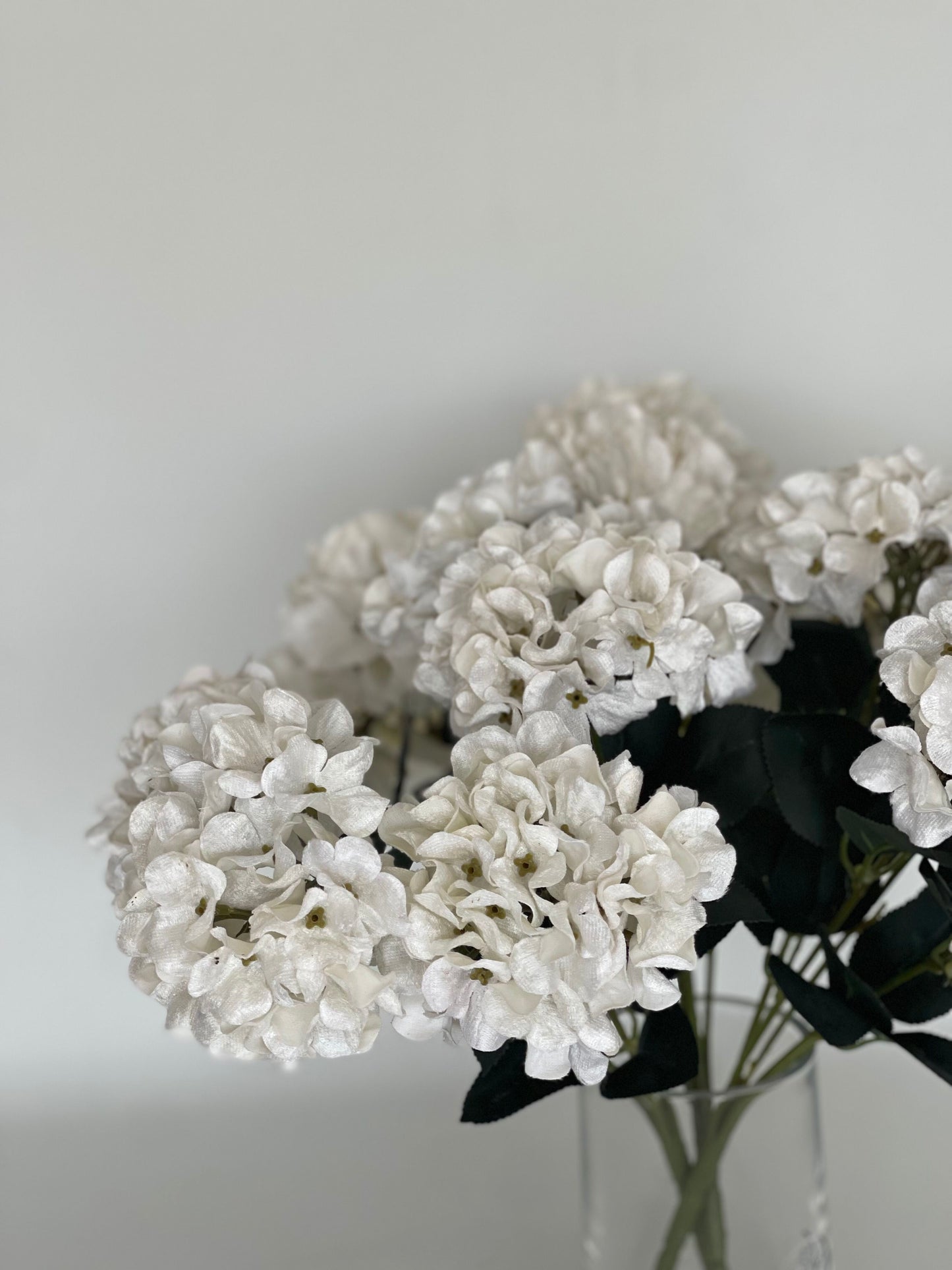 Clotted Cream Luxe Limited Edition Hydrangeas