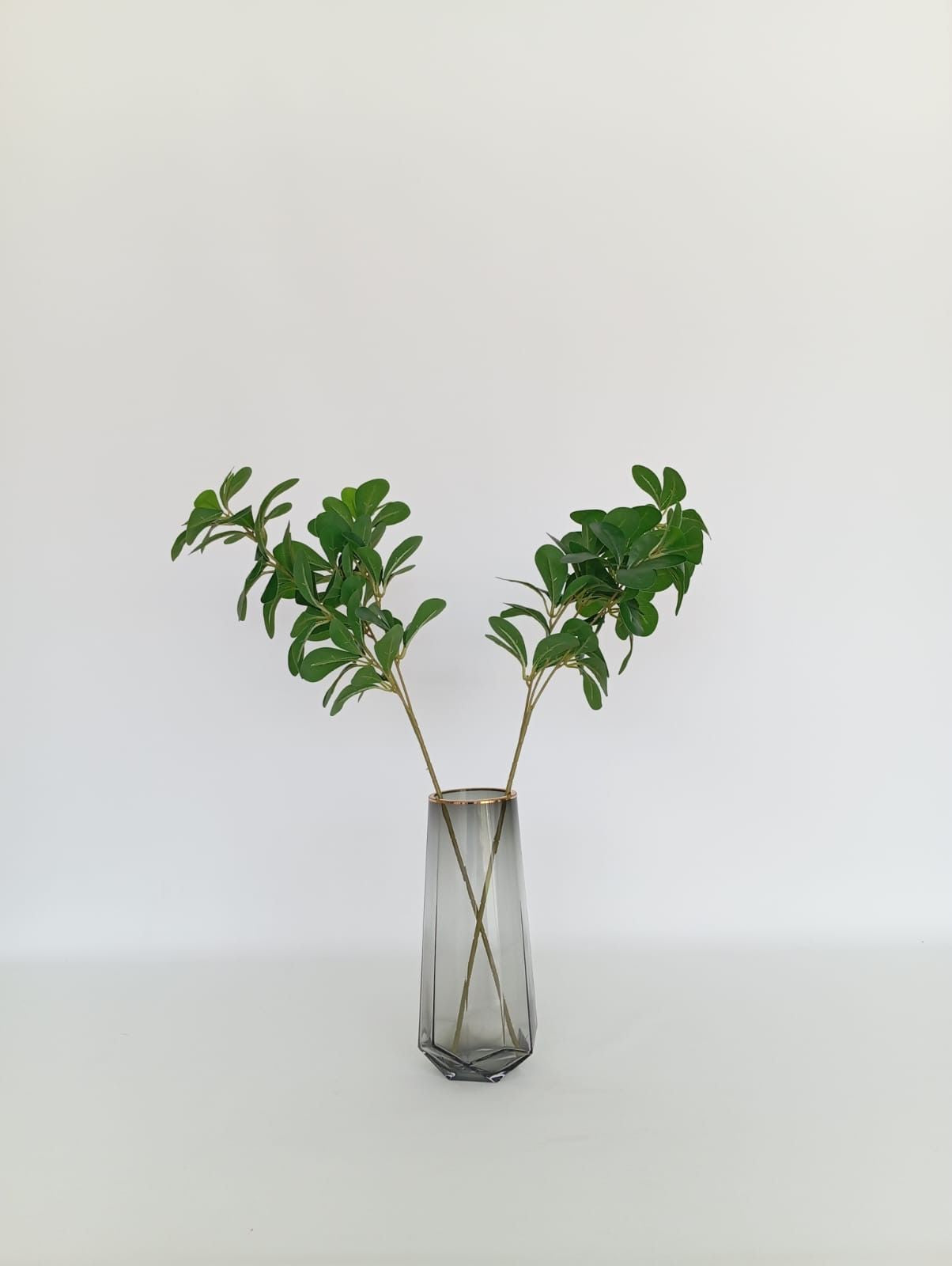 Ficus