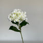 Vanilla Sky Long Stem Hydrangeas