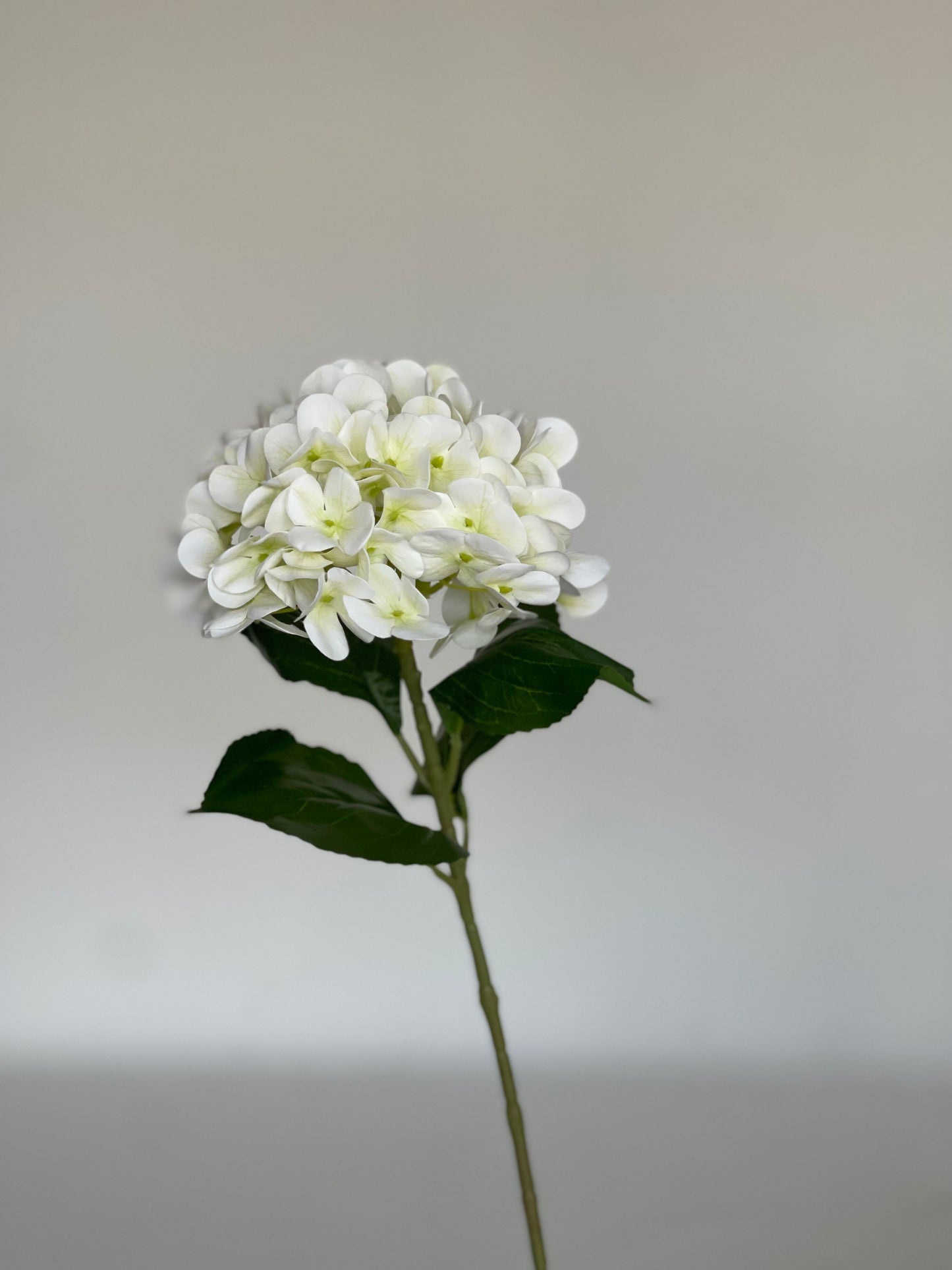 Vanilla Sky Long Stem Hydrangeas