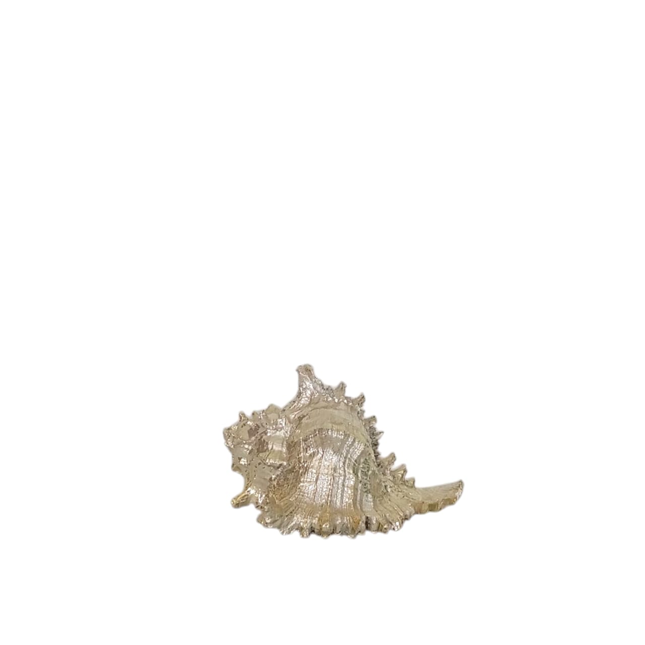 Sculptural Sea Shell Statement Vignette
