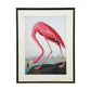 The Audubon Flamingo