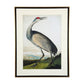The Sandhill Crane