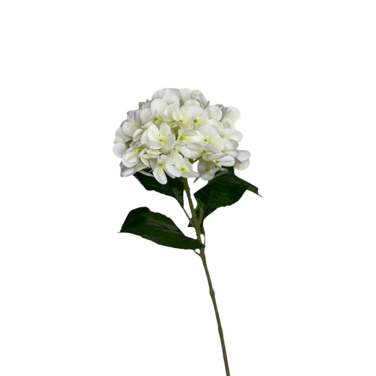 Vanilla Sky Long Stem Hydrangeas by Bohemia Lifestyle, view 2